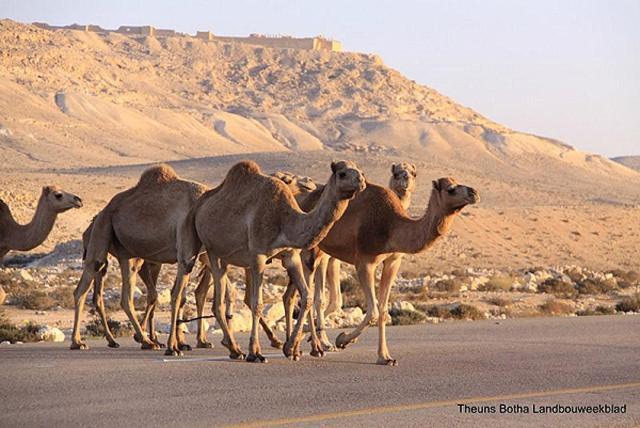 Desert View Arad Dış mekan fotoğraf